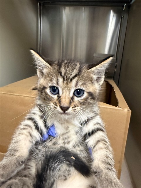 Shelter Stray Male Cat last seen FULTON AVE/EDISON AVE, 95821, 3839 Bradshaw Rd, Sacramento, CA 95827, USA