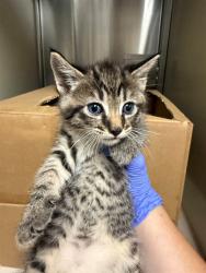 Shelter Stray Male Cat last seen FULTON AVE/EDISON AVE, 95821, 3839 Bradshaw Rd, Sacramento, CA 95827, USA