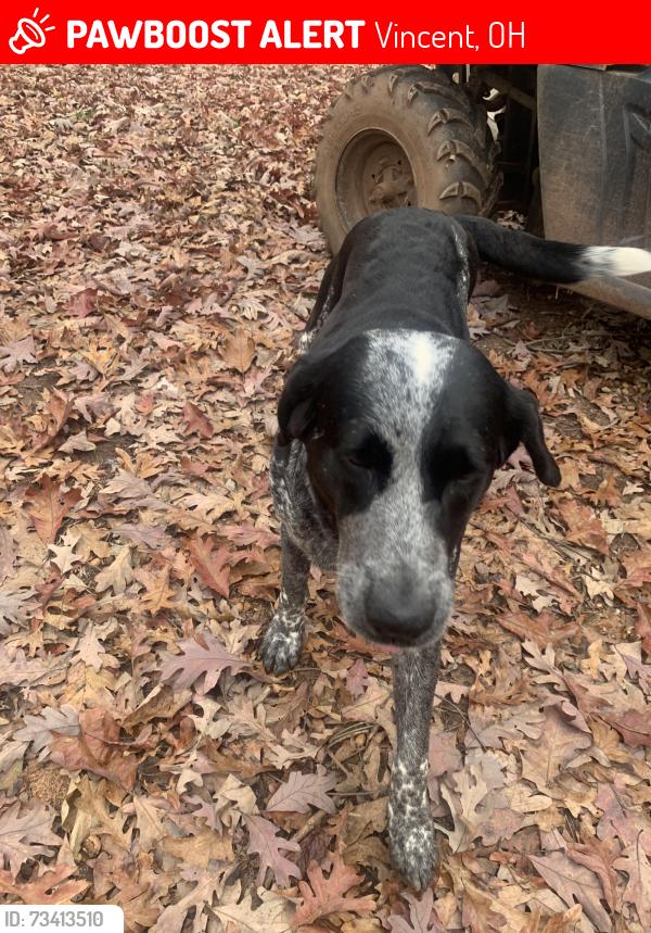 Lost Female Dog last seen Marietta, Vincent, OH 45784