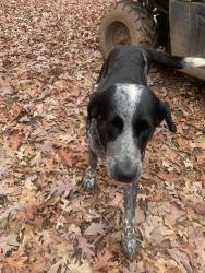 Lost Female Dog last seen Marietta, Vincent, OH 45784