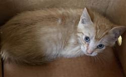 Shelter Stray Male Cat last seen 38TH ST & 16TH AVE, 2127 Front St, Sacramento, CA 95818, USA