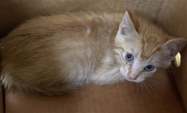 Shelter Stray Male Cat last seen 38TH ST & 16TH AVE, 2127 Front St, Sacramento, CA 95818, USA