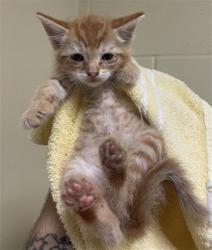 Shelter Stray Male Cat last seen 38TH ST & 16TH AVE, 2127 Front St, Sacramento, CA 95818, USA