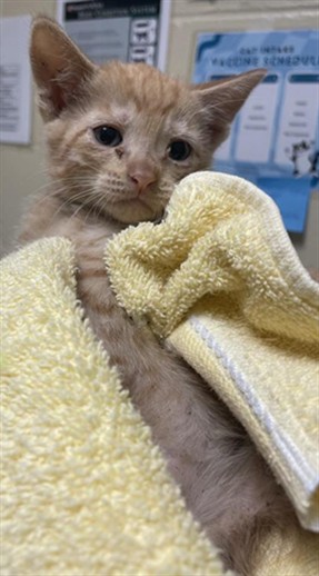 Shelter Stray Female Cat last seen 38TH ST & 16TH AVE, 2127 Front St, Sacramento, CA 95818, USA