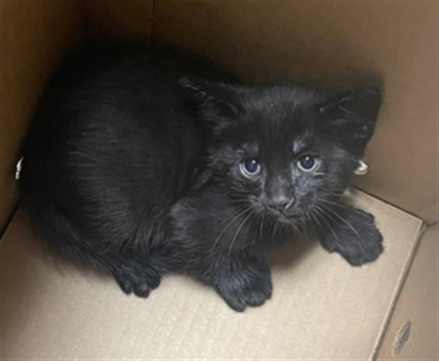 Shelter Stray Male Cat last seen 38TH ST & 16TH AVE, 2127 Front St, Sacramento, CA 95818, USA