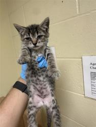 Shelter Stray Female Cat last seen BERGER AVE & ELEANOR AVE, 2127 Front St, Sacramento, CA 95818, USA