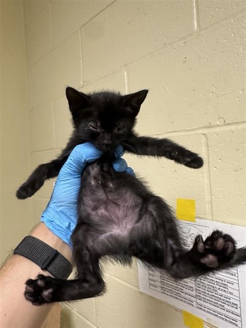 Shelter Stray Female Cat last seen BERGER AVE & ELEANOR AVE, 2127 Front St, Sacramento, CA 95818, USA