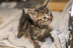 Shelter Stray Male Cat last seen CHARLOTTE, 8315 Byrum Dr, Charlotte, NC 28217, USA