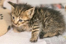 Shelter Stray Male Cat last seen CHARLOTTE, 8315 Byrum Dr, Charlotte, NC 28217, USA