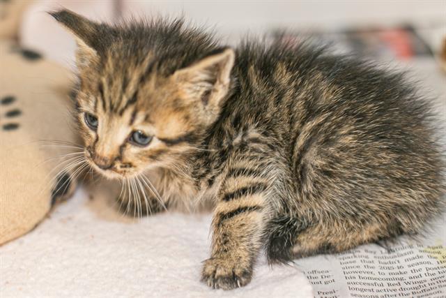 Shelter Stray Male Cat last seen CHARLOTTE, 8315 Byrum Dr, Charlotte, NC 28217, USA