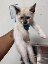 Shelter Stray Female Cat last seen WOODROW AVE, BAKERSFIELD CA 93308, 3951 Fruitvale Ave, Bakersfield, CA 93308, USA