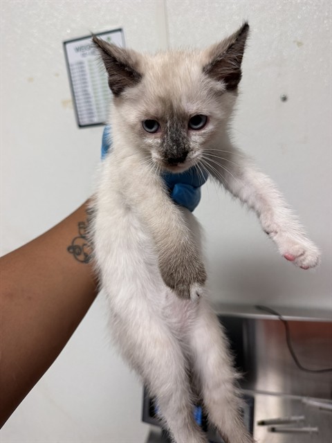 Shelter Stray Female Cat last seen WOODROW AVE, BAKERSFIELD CA 93308, 3951 Fruitvale Ave, Bakersfield, CA 93308, USA