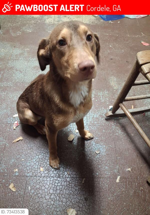 Lost Female Dog last seen First Baptist Church, Cordele, GA 31015