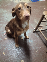 Lost Female Dog last seen First Baptist Church, Cordele, GA 31015