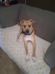 Lost Male Dog last seen Rosetta drive and St. Avide Street, Chalmette, LA 70043