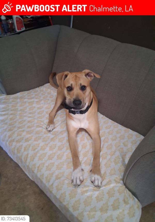 Lost Male Dog last seen Rosetta drive and St. Avide Street, Chalmette, LA 70043