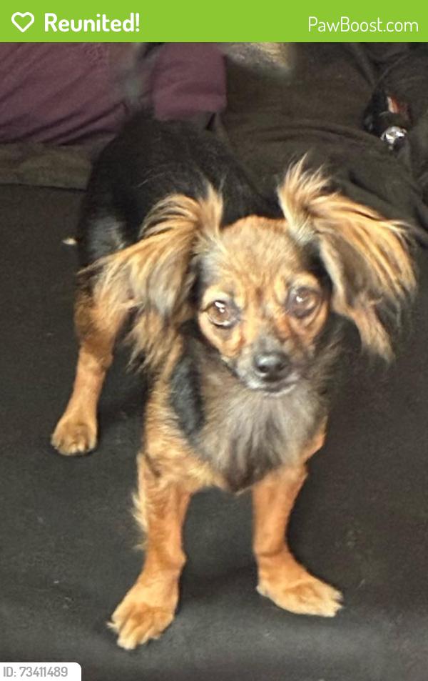 Reunited Female Dog last seen Near Specht Ave, Bell Gardens, CA 90201, USA, Bell Gardens, CA 90201