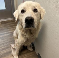 Shelter Stray Female Dog last seen Main, San Diego, CA, 92113, 5500 Gaines St, San Diego, CA 92110, USA