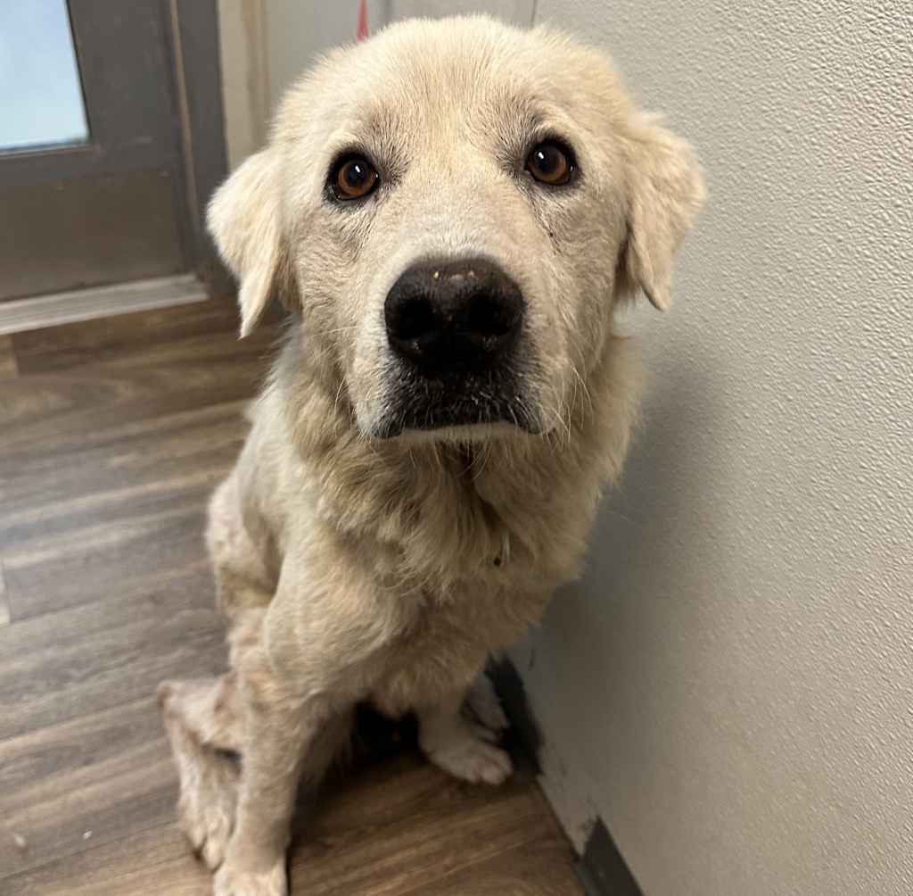Shelter Stray Female Dog last seen Main, San Diego, CA, 92113, 5500 Gaines St, San Diego, CA 92110, USA