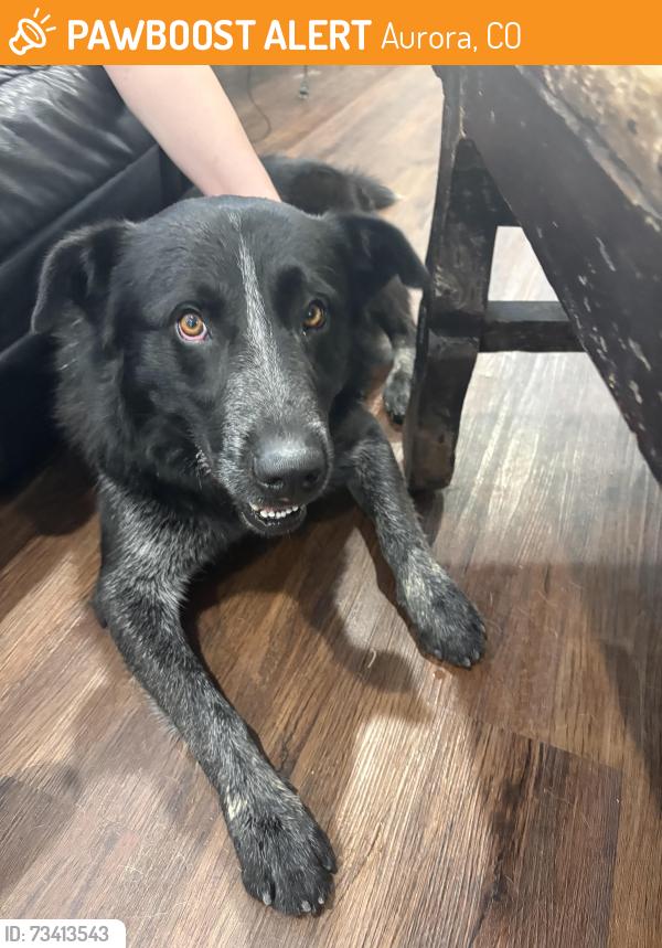 Found/Stray Male Dog last seen 6th and E470, Aurora, CO 80018