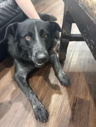 Found/Stray Male Dog last seen 6th and E470, Aurora, CO 80018