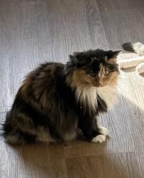Lost Female Cat last seen 80th and bradburn, Westminster, CO 80030