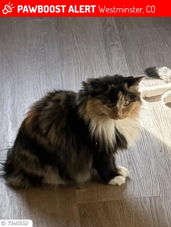 Lost Female Cat last seen 80th and bradburn, Westminster, CO 80030