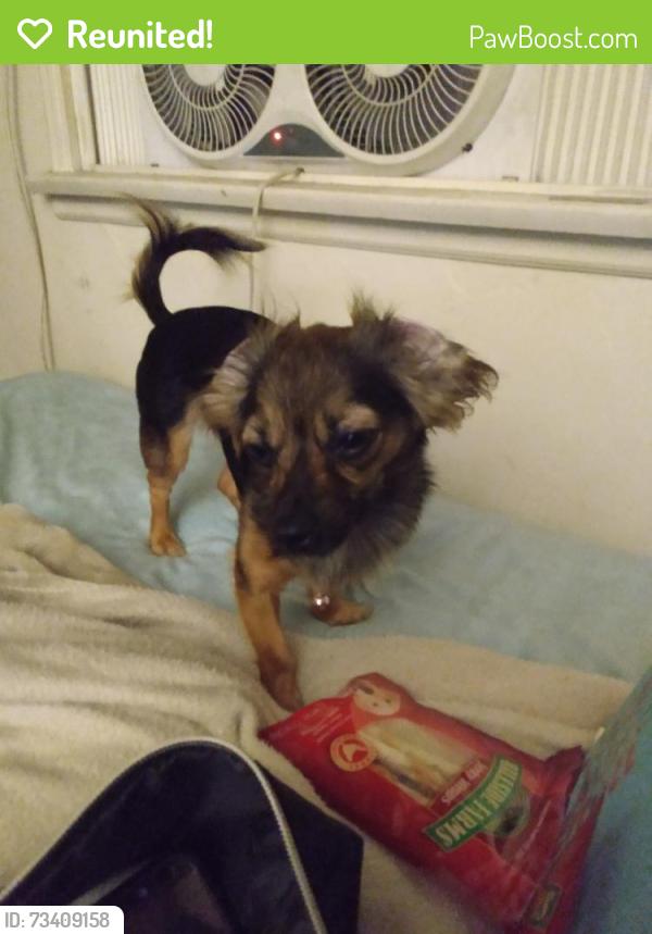 Reunited Female Dog last seen Near Specht Ave, Bell Gardens, CA 90201, USA, Bell Gardens, CA 90201