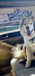 Reunited Male Dog last seen Near Seventh Ave, Hesperia, CA 92345, USA, Hesperia, CA 92345