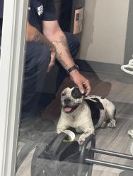 Found/Stray Unknown Dog last seen Las Vegas, Las Vegas, NV 89101