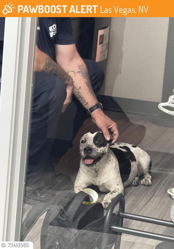 Found/Stray Unknown Dog last seen Las Vegas, Las Vegas, NV 89101