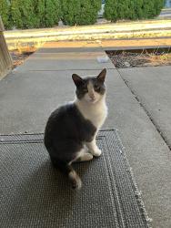 Found/Stray Male Cat last seen River rd n Keizer, oregon, Keizer, OR 97303