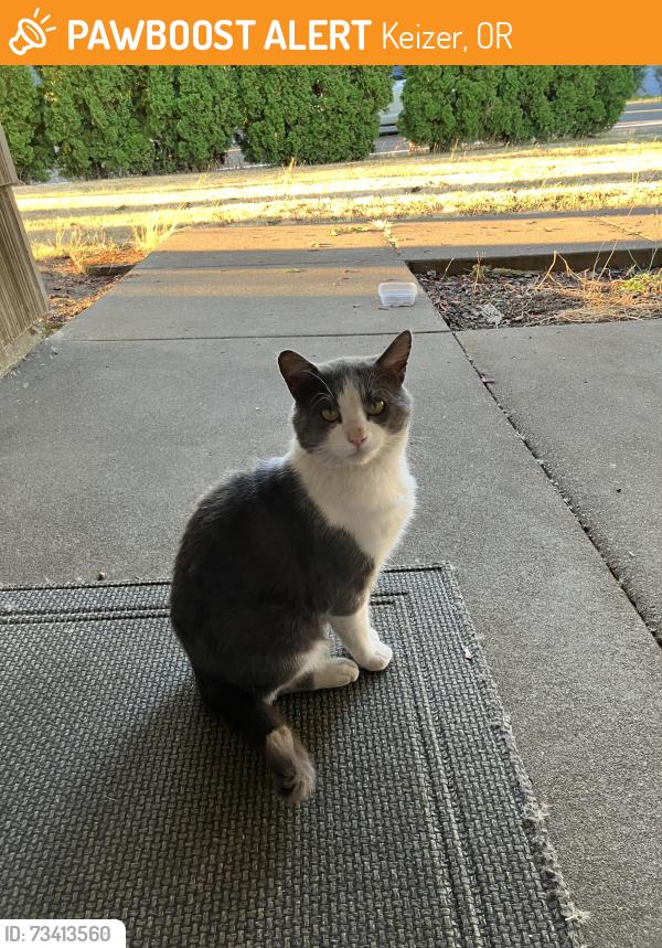Found/Stray Male Cat last seen River rd n Keizer, oregon, Keizer, OR 97303