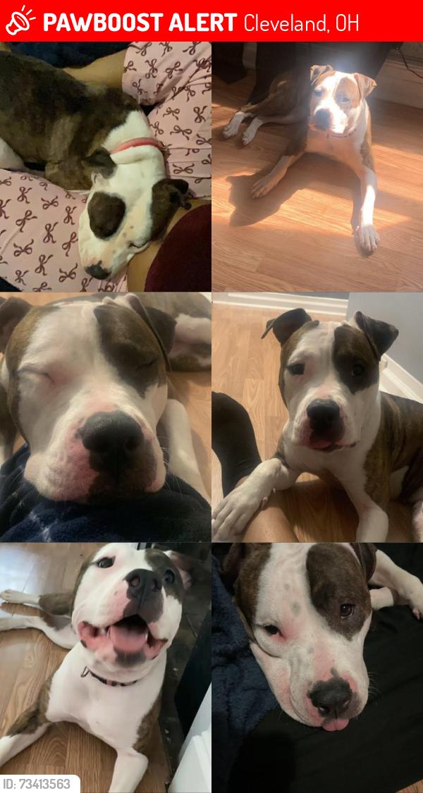 Lost Female Dog last seen Deforest Park, Cleveland, OH 44128