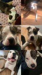 Lost Female Dog last seen Deforest Park, Cleveland, OH 44128