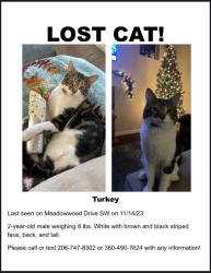 Lost Male Cat last seen Near MEADOWWOOD DR SW, Olympia, WA 98502