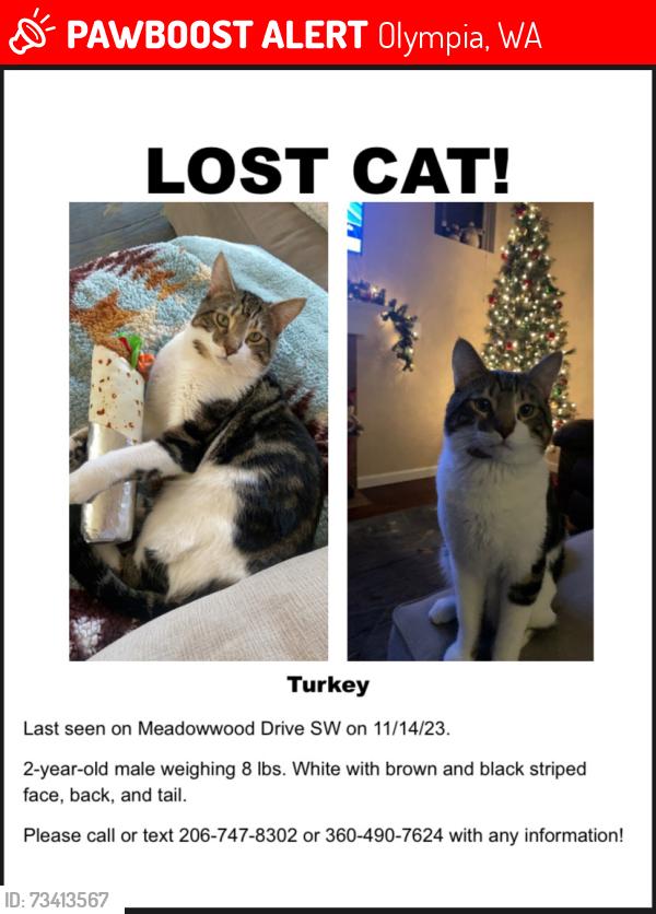 Lost Male Cat last seen Near MEADOWWOOD DR SW, Olympia, WA 98502