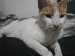 Reunited Male Cat last seen Hoover, 21st Street, Westminster, CA 92683