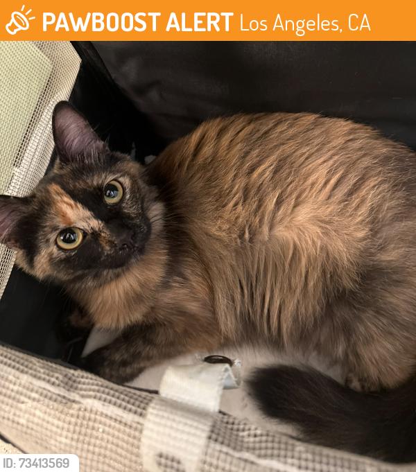 Found/Stray Female Cat last seen Flower District, Los Angeles, CA 90014