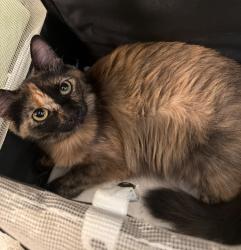 Found/Stray Female Cat last seen Flower District, Los Angeles, CA 90014