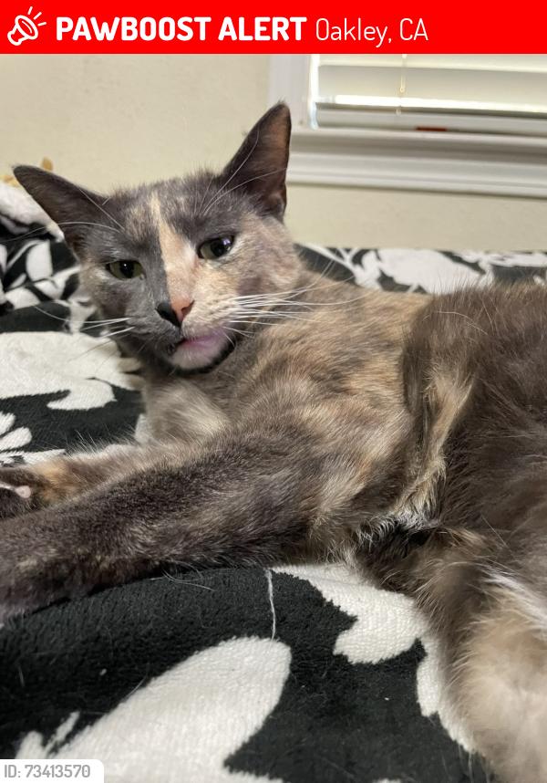Lost Female Cat last seen Empire ave, Oakley, CA 94561