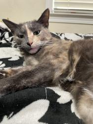 Lost Female Cat last seen Empire ave, Oakley, CA 94561