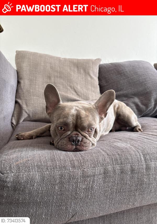 Lost Male Dog last seen Division and Cicero, Chicago, IL 60651