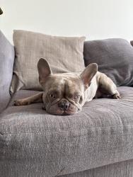 Lost Male Dog last seen Division and Cicero, Chicago, IL 60651