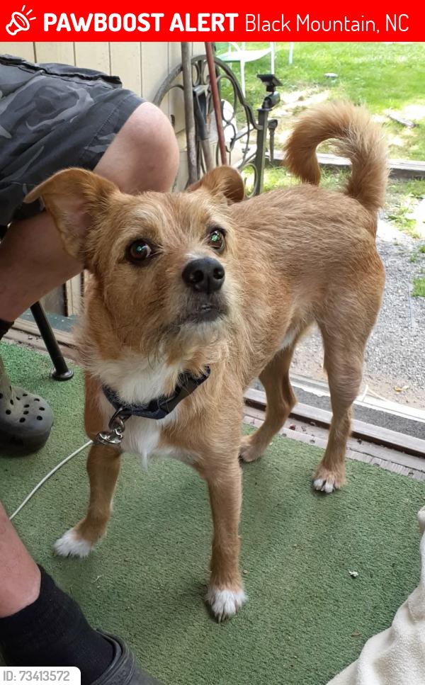 Lost Male Dog last seen Cragmont Rd, Black Mountain, NC 28711