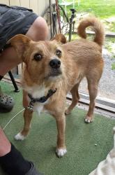 Lost Male Dog last seen Cragmont Rd, Black Mountain, NC 28711