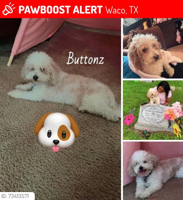 Lost Male Dog last seen Chapel Ridge Rd, Waco, TX 76712