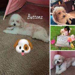 Lost Male Dog last seen Chapel Ridge Rd, Waco, TX 76712