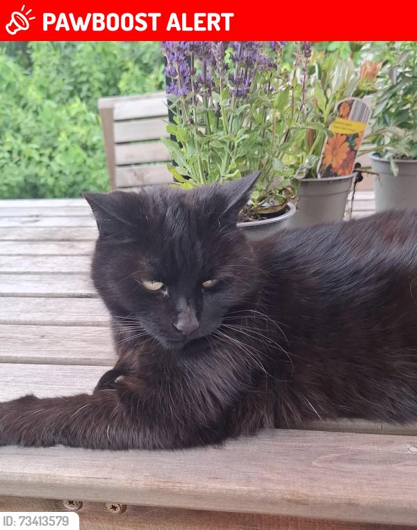 Lost Female Cat last seen Glebelands Road Stocksbridge S36 1bh, Stocksbridge, England 