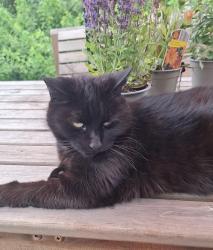 Lost Female Cat last seen Glebelands Road Stocksbridge S36 1bh, Stocksbridge, England 